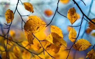 Yellow leaves tree branch blue - the fall time free wallpaper