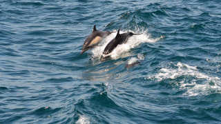 Dolphin swimming mouth open water - a dolphin free wallpaper
