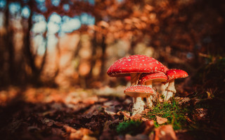 Mushrooms woods autumn leaves nature - free autumn wallpaper