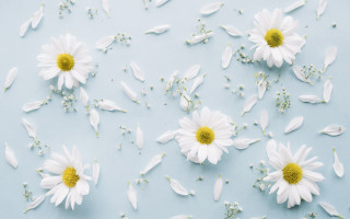 White flowers yellow centers floral - scattered free wallpaper