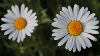 White flowers field macro blurry - yellow center free wallpaper