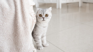 Cat white chair tile floor - a white chair free wallpaper
