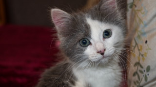 Small cat blue eyes cushion - serious free wallpaper