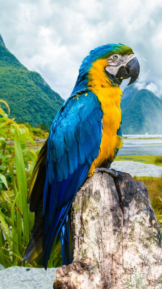Blue yellow parrot tree stump - primitivism free wallpaper for mobile