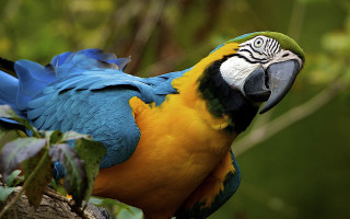 Colorful parrot perched on branch - a colorful parrot free wallpaper
