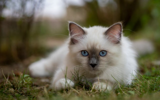 White kitten blue eyes curious 5 - a white kitten free wallpaper