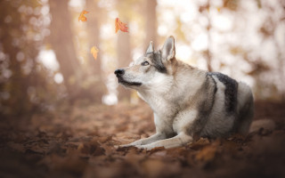 Husky leaves forest falling leaf - husky free wallpaper