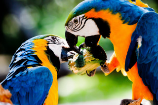 Colorful parrots eating broccoli zoo - fauvism free wallpaper
