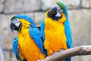 Colorful birds sitting branch zoo - two colorful bird free wallpaper
