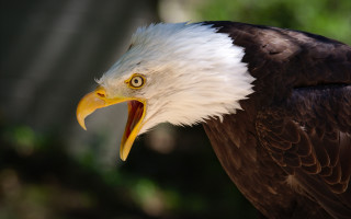 Bald eagle yellow beak white 5 - yellow beak free wallpaper