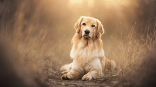 Dog field tallgrass sunlight renaissance - renaissance free wallpaper