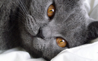 Cat brown eyed laying bed - white sheet free wallpaper