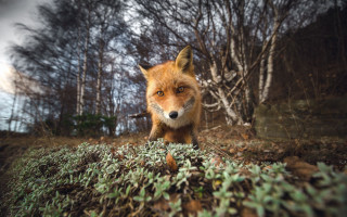 Red fox woods fall camera - the fall time free wallpaper