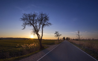 Sunset road tree field dusk - a road free wallpaper