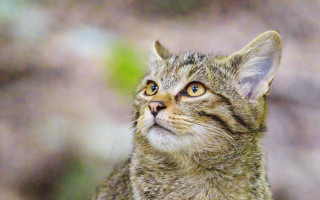 Cat blurry background blue eyes 2 - and a blurry background free wallpaper