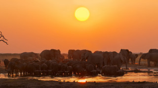 Elephants river sunset tree wildlife 2 - a herd of elephants free wallpaper