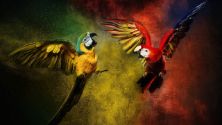Colorful parrots flying digital art - their wing free wallpaper