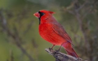 Red bird branch nature photorealistic - a red bird free wallpaper