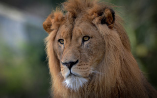 Lion closeup portrait naturalism animal - a blurry background of trees and bushes free wallpaper