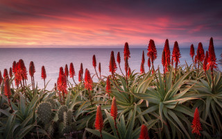 Red flower ocean sunset pink - a pink sky in the background free wallpaper for desktop