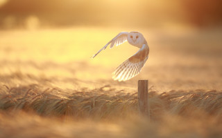 Barn owl flying wheat sunset - the horizon free wallpaper