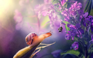 Snail purple flower bees ecological - its back end free wallpaper