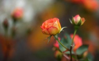 Single rose budding garden bokeh - blurry background of flowers free wallpaper