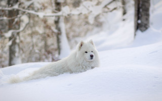White dog snow forest winter - in a forest free wallpaper
