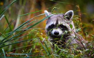 Raccoon tallgrass cameraoutdoors nature photorealistic - free forest wallpaper