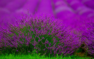 Purple flower field green background 2 - a green field in the foreground free wallpaper