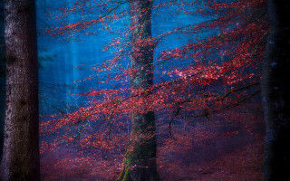 Forest red tree mystical night - a painting of a forest free wallpaper