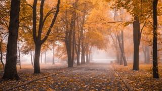 Autumn foggy park path leaves - a path in a park free wallpaper