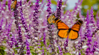 Butterflies purple flower field summer - two butterfly free wallpaper