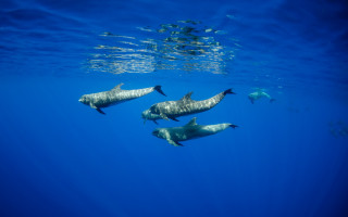 Dolphins ocean sunlight underwater fish - a fish swimming free wallpaper