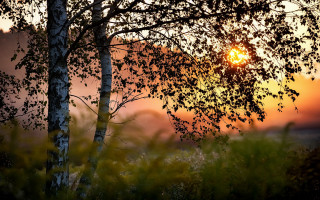 Sunrise tree autumn leaves forest - sunrise free wallpaper