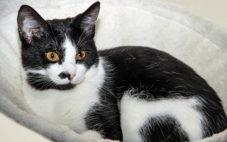 Black white cat yellow eyes 7 - a yellow eye free wallpaper