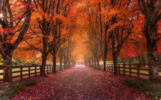 Autumn pathway fence trees leaves - a pathway free wallpaper