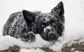 Black dog over fence snow - the fence free wallpaper