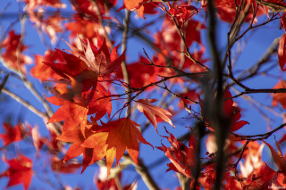Red leaves blue sky macro - color free wallpaper