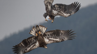 Birds flying wings eagle monster - the other free wallpaper