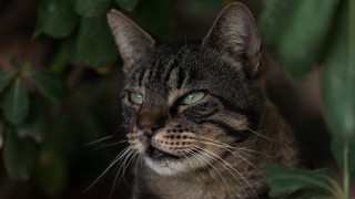 Cat green plant blue eyes - its eye wide open free wallpaper