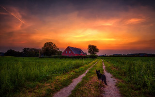 Dog barn sunset landscape mountain - a barn free wallpaper