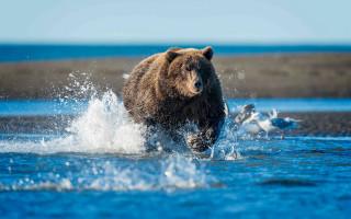 Bear running water bird background - a bear free wallpaper