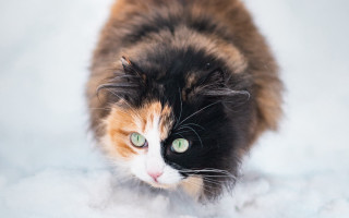 Black cat green eyes snow 3 - the ground behind free wallpaper