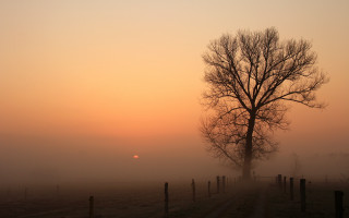 Foggy tree sunset fence portrait - a sun in the background free wallpaper for desktop