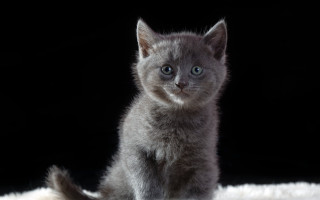 Gray kitten white rug black - a white rug free wallpaper