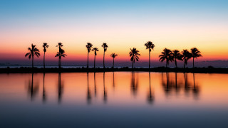 Sunset palm trees reflection orange - palm tree free wallpaper for desktop