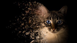 Cat blue eyes black background - autodestructive art free wallpaper