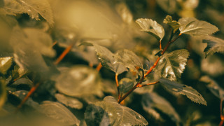 Leafy plant water droplets shallow - free autumn wallpaper