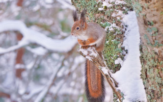 Squirrel snowy branch winter bokeh - a squirrel free wallpaper for desktop